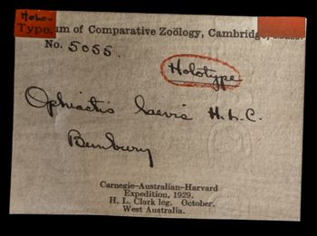 Media type: image;   Invertebrate Zoology OPH-5055 Description: Handwritten labels for this specimen included in the specimen tray.;  Aspect: labels